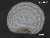 http://mpdb.nibiohn.go.jp/CONTENTS_ROOT/PLANT_PHOTO_DATA/PHOTO_FILE/thumbnail/1018.jpg