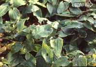http://mpdb.nibiohn.go.jp/CONTENTS_ROOT/PLANT_PHOTO_DATA/PHOTO_FILE/thumbnail/888.jpg