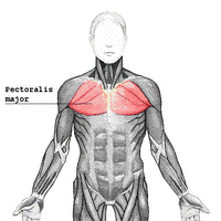 https://upload.wikimedia.org/wikipedia/commons/thumb/6/6c/Pectoralis_major.png/200px-Pectoralis_major.png