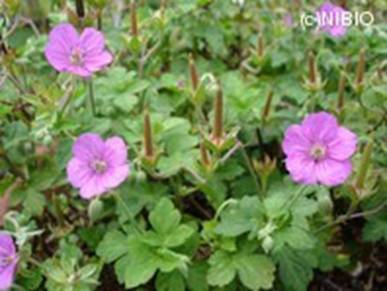 http://mpdb.nibiohn.go.jp/CONTENTS_ROOT/WHOLE_PHOTO_DATA/WHOLE_PHOTO_FILE/thumbnail/50.jpg