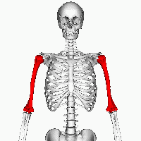 https://upload.wikimedia.org/wikipedia/commons/9/9a/Humerus2.gif