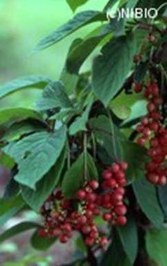 http://mpdb.nibiohn.go.jp/CONTENTS_ROOT/WHOLE_PHOTO_DATA/WHOLE_PHOTO_FILE/thumbnail/66.jpg