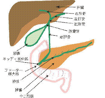 https://upload.wikimedia.org/wikipedia/commons/thumb/0/01/Biliary_system_new-ja.svg/350px-Biliary_system_new-ja.svg.png