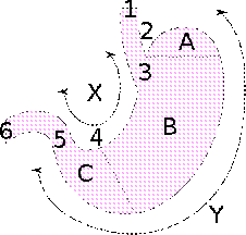 Stomach002.svg