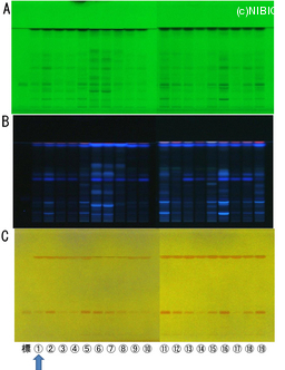 http://mpdb.nibiohn.go.jp/CONTENTS_ROOT/TLC_DATA/TLC_FIG_FILE/thumbnail/780.jpg