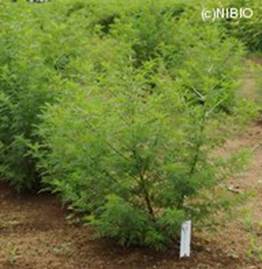http://mpdb.nibiohn.go.jp/CONTENTS_ROOT/WHOLE_PHOTO_DATA/WHOLE_PHOTO_FILE/thumbnail/43.jpg