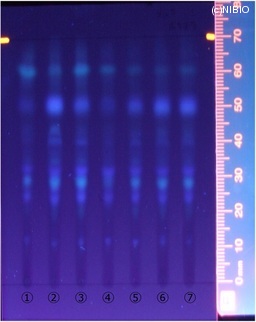 http://mpdb.nibiohn.go.jp/CONTENTS_ROOT/JP_IDENTIFICATION_PHOTO_DATA/JP_IDENTIFICATION_PHOTO_FILE/thumbnail/323.jpg