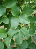 http://mpdb.nibiohn.go.jp/CONTENTS_ROOT/PLANT_PHOTO_DATA/PHOTO_FILE/thumbnail/765.jpg