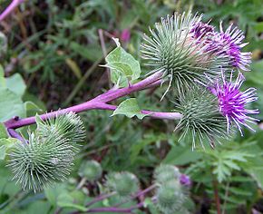 https://upload.wikimedia.org/wikipedia/commons/thumb/5/5e/Arctium_lappa02.jpg/290px-Arctium_lappa02.jpg
