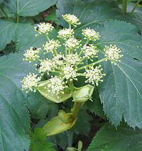 https://upload.wikimedia.org/wikipedia/ja/thumb/3/30/Angelica_keiskei_flowers.jpg/200px-Angelica_keiskei_flowers.jpg