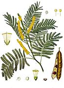 https://upload.wikimedia.org/wikipedia/commons/thumb/a/a4/Acacia_catechu_-_K%C3%B6hler%E2%80%93s_Medizinal-Pflanzen-003.jpg/131px-Acacia_catechu_-_K%C3%B6hler%E2%80%93s_Medizinal-Pflanzen-003.jpg