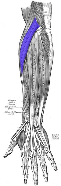 Extensor carpi radialis longus.png