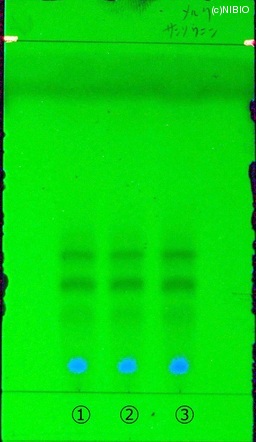http://mpdb.nibiohn.go.jp/CONTENTS_ROOT/JP_IDENTIFICATION_PHOTO_DATA/JP_IDENTIFICATION_PHOTO_FILE/thumbnail/221.jpg