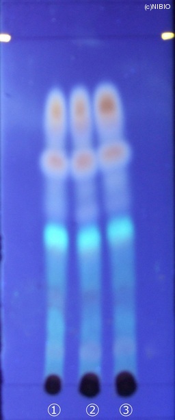 http://mpdb.nibiohn.go.jp/CONTENTS_ROOT/JP_IDENTIFICATION_PHOTO_DATA/JP_IDENTIFICATION_PHOTO_FILE/thumbnail/210.jpg