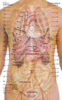 Surface projections of the organs of the trunk.png