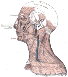 https://upload.wikimedia.org/wikipedia/commons/thumb/f/fa/Gray378.png/220px-Gray378.png