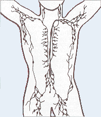 Lymphatic system.png
