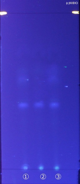 http://mpdb.nibiohn.go.jp/CONTENTS_ROOT/JP_IDENTIFICATION_PHOTO_DATA/JP_IDENTIFICATION_PHOTO_FILE/thumbnail/132.jpg