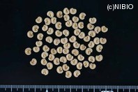 http://mpdb.nibiohn.go.jp/CONTENTS_ROOT/PLANT_PHOTO_DATA/PHOTO_FILE/thumbnail/711.jpg