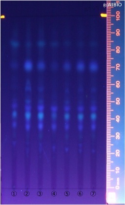 http://mpdb.nibiohn.go.jp/CONTENTS_ROOT/JP_IDENTIFICATION_PHOTO_DATA/JP_IDENTIFICATION_PHOTO_FILE/thumbnail/324.jpg