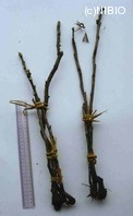 http://mpdb.nibiohn.go.jp/CONTENTS_ROOT/PLANT_PHOTO_DATA/PHOTO_FILE/thumbnail/738.jpg
