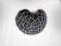 http://mpdb.nibiohn.go.jp/CONTENTS_ROOT/PLANT_PHOTO_DATA/PHOTO_FILE/thumbnail/1019.jpg