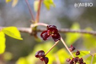 http://mpdb.nibiohn.go.jp/CONTENTS_ROOT/PLANT_PHOTO_DATA/PHOTO_FILE/thumbnail/766.jpg