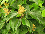 https://upload.wikimedia.org/wikipedia/commons/thumb/a/a0/Mallotus_japonicus_female_flowers.JPG/180px-Mallotus_japonicus_female_flowers.JPG