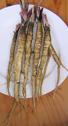 https://upload.wikimedia.org/wikipedia/commons/thumb/d/d7/Arctium_lappa_2006.10.14_11.01.25-pa140017.jpg/220px-Arctium_lappa_2006.10.14_11.01.25-pa140017.jpg