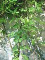 https://upload.wikimedia.org/wikipedia/commons/thumb/a/a8/Akebia_quinata001.jpg/90px-Akebia_quinata001.jpg
