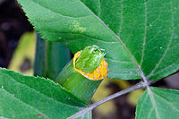 AshitabaJI1.jpg
