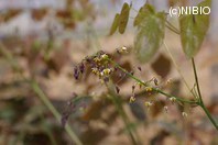 http://mpdb.nibiohn.go.jp/CONTENTS_ROOT/PLANT_PHOTO_DATA/PHOTO_FILE/thumbnail/889.jpg