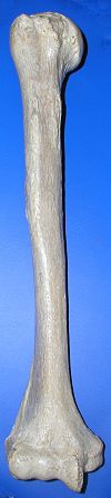 https://upload.wikimedia.org/wikipedia/commons/thumb/5/5b/Humerus_ant.jpg/100px-Humerus_ant.jpg