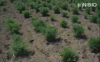 http://mpdb.nibiohn.go.jp/CONTENTS_ROOT/PLANT_PHOTO_DATA/PHOTO_FILE/thumbnail/33.jpg