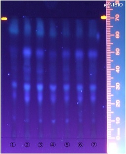 http://mpdb.nibiohn.go.jp/CONTENTS_ROOT/JP_IDENTIFICATION_PHOTO_DATA/JP_IDENTIFICATION_PHOTO_FILE/thumbnail/325.jpg