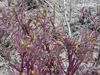 http://mpdb.nibiohn.go.jp/CONTENTS_ROOT/PLANT_PHOTO_DATA/PHOTO_FILE/thumbnail/739.jpg