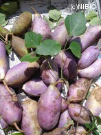 http://mpdb.nibiohn.go.jp/CONTENTS_ROOT/PLANT_PHOTO_DATA/PHOTO_FILE/thumbnail/767.jpg