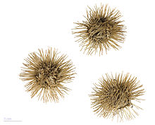 https://upload.wikimedia.org/wikipedia/commons/thumb/3/30/Arctium_lappa_MHNT.BOT.2004.0.16.jpg/220px-Arctium_lappa_MHNT.BOT.2004.0.16.jpg