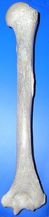 https://upload.wikimedia.org/wikipedia/commons/thumb/8/8e/Humerus_post.jpg/102px-Humerus_post.jpg