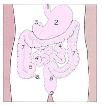 https://upload.wikimedia.org/wikipedia/ja/thumb/a/ab/Human_alimentary_canal.jpg/200px-Human_alimentary_canal.jpg