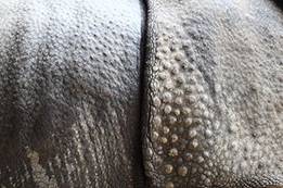 https://upload.wikimedia.org/wikipedia/commons/thumb/e/e4/Sa-rhino-skin.jpg/300px-Sa-rhino-skin.jpg