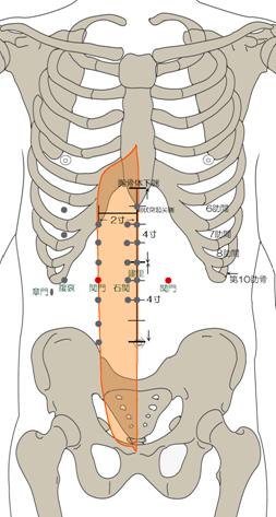 http://acupoint.feel-hariq.com/gif/03ikei/ST22Guanmen.gif