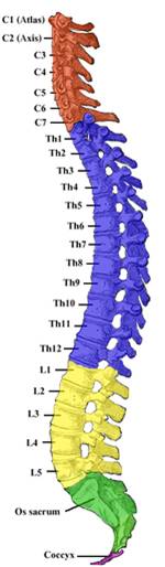 https://upload.wikimedia.org/wikipedia/commons/thumb/5/54/Gray_111_-_Vertebral_column-coloured.png/150px-Gray_111_-_Vertebral_column-coloured.png