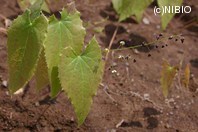http://mpdb.nibiohn.go.jp/CONTENTS_ROOT/PLANT_PHOTO_DATA/PHOTO_FILE/thumbnail/890.jpg