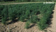 http://mpdb.nibiohn.go.jp/CONTENTS_ROOT/PLANT_PHOTO_DATA/PHOTO_FILE/thumbnail/34.jpg
