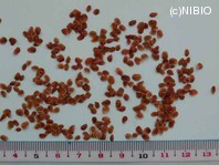 http://mpdb.nibiohn.go.jp/CONTENTS_ROOT/PLANT_PHOTO_DATA/PHOTO_FILE/thumbnail/250.jpg