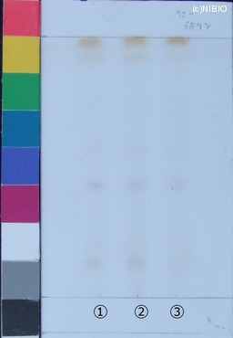 http://mpdb.nibiohn.go.jp/CONTENTS_ROOT/JP_IDENTIFICATION_PHOTO_DATA/JP_IDENTIFICATION_PHOTO_FILE/thumbnail/219.jpg