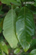 http://mpdb.nibiohn.go.jp/CONTENTS_ROOT/PLANT_PHOTO_DATA/PHOTO_FILE/thumbnail/376.jpg