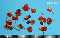http://mpdb.nibiohn.go.jp/CONTENTS_ROOT/PLANT_PHOTO_DATA/PHOTO_FILE/thumbnail/396.jpg
