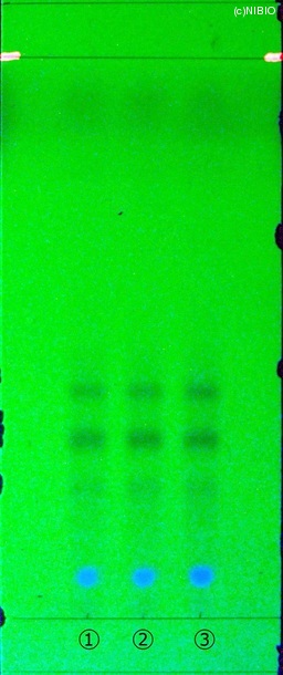 http://mpdb.nibiohn.go.jp/CONTENTS_ROOT/JP_IDENTIFICATION_PHOTO_DATA/JP_IDENTIFICATION_PHOTO_FILE/thumbnail/222.jpg